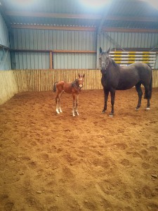 2015-04-04 11.26.17-1