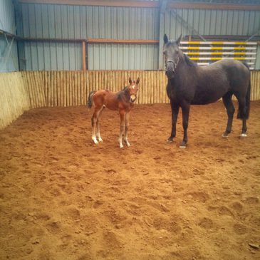 Eerste veulen is geboren!!