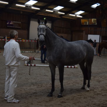 Heaven Ster verklaard!!