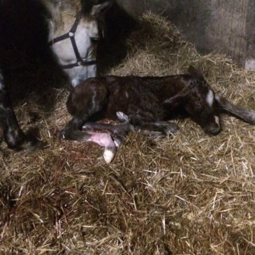 Eerste veulen geboren