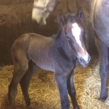 Tweede hengst veulen geboren